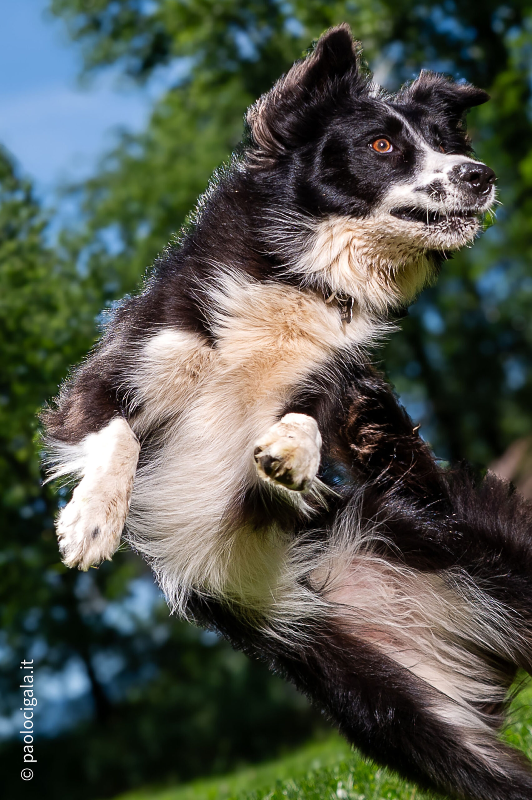 Dog shooting Laika